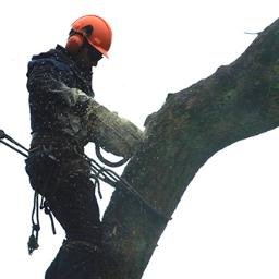 Paul Toft Tree Services logo